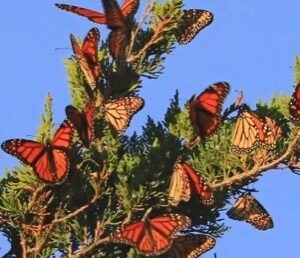 Tranquility Tuesday #30 The Monarch butterflies at the point