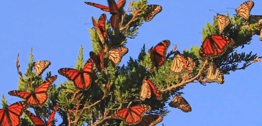 Tranquility Tuesday #30 The Monarch butterflies at the point