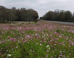 Tranquility Tuesday #31 Wildflower picnic on the Parkway