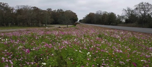 Tranquility Tuesday #31 Wildflower picnic on the Parkway