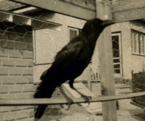 Stone Harbor Museum Minute #28 Jimmy the Crow